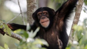 chimpanzee-sanctuary-kentucky